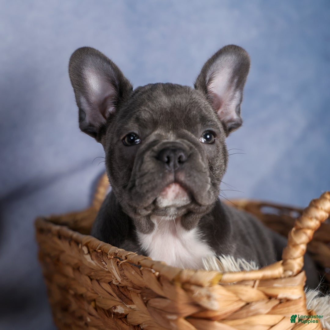 Frenchton dogs for sale: NOAH - Ad 9