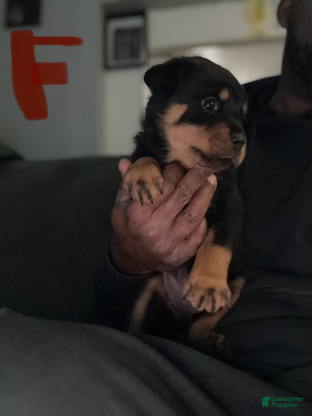 Rottweiler dogs for sale: Rottweiler Puppy 1 - Ad 2