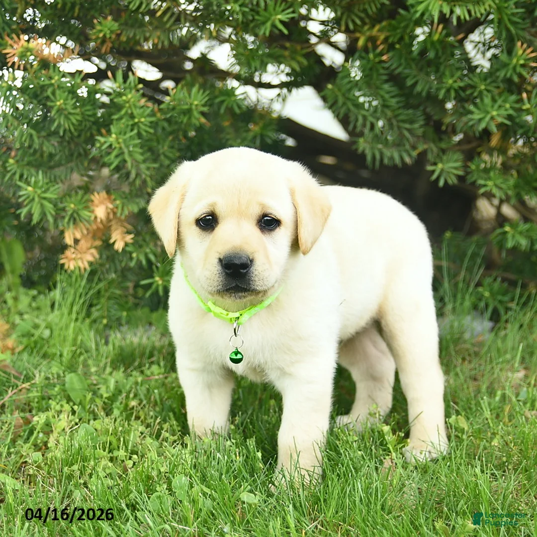 Labrador Retriever dogs for sale: Bobby  - Ad 3