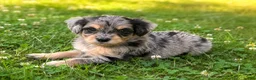 Mini Bernedoodle dogs for sale: Peeta - Ad 1