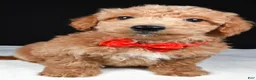 Mini Goldendoodle dogs for sale: Sparky F1B - Ad 7