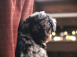 Toy Poodle dogs - Ad 25