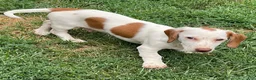 Dachshund dogs for sale: Palmer - Ad 3