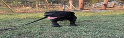 Cane Corso dogs for sale: Cane Corso Puppy 10 - Ad 7