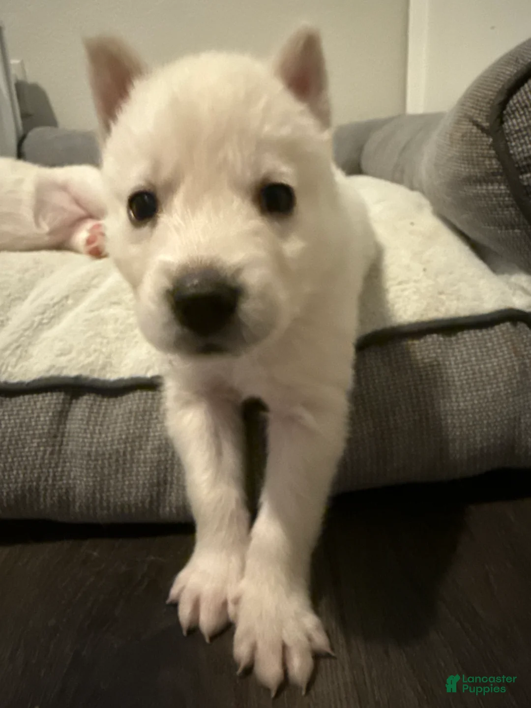 Siberian Husky dogs for sale: Black Collar - Ad 1