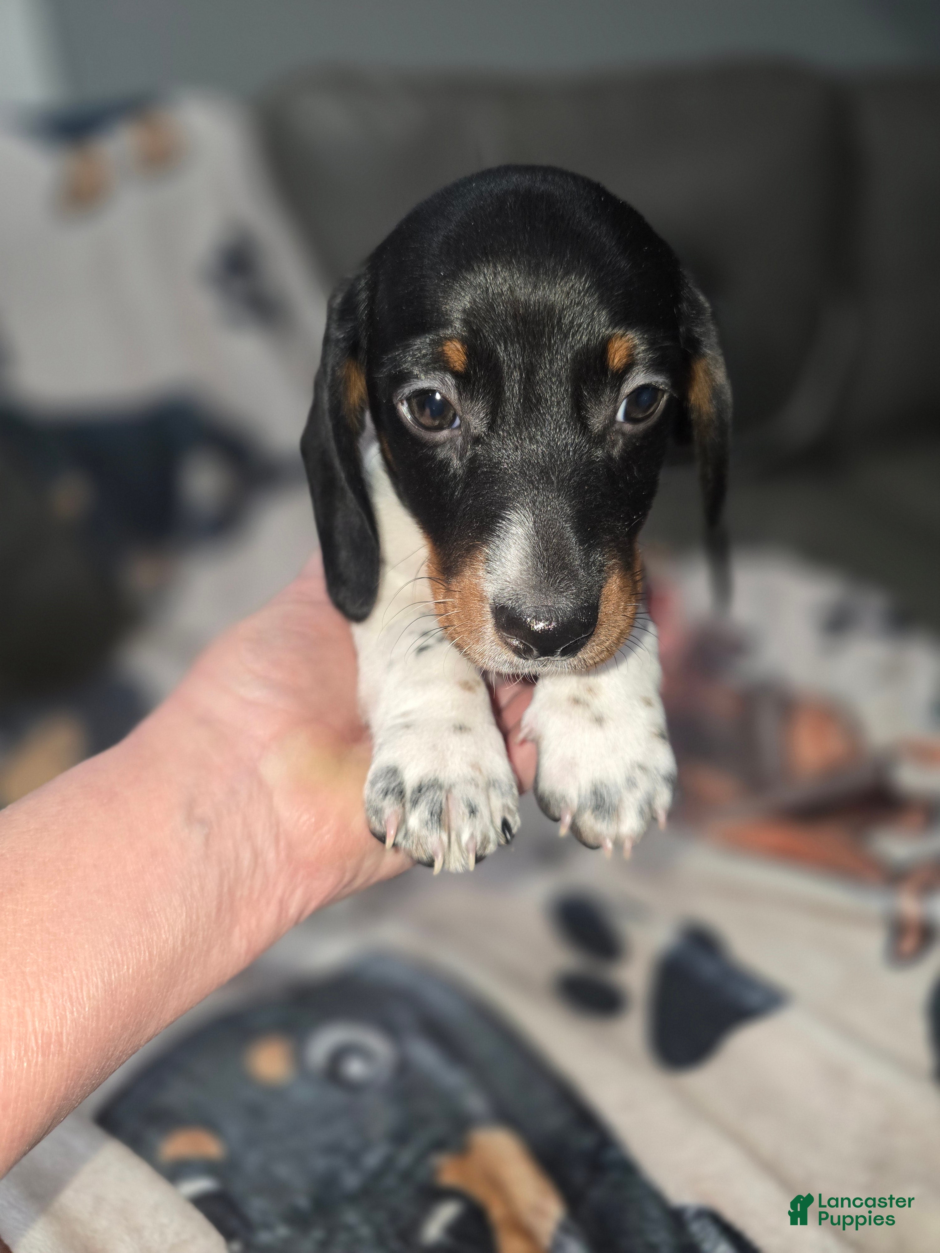 Dachshund dogs Ryatt - mini - Ad 2