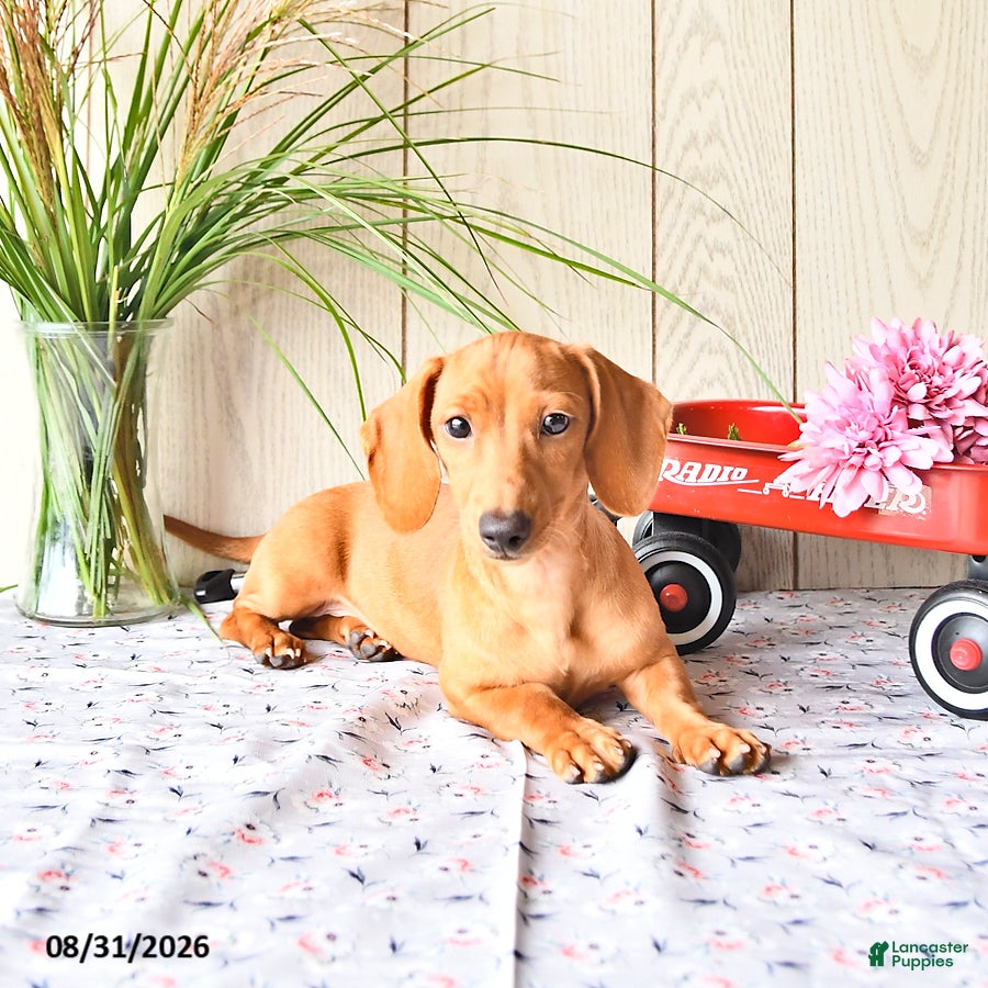 Miniature Dachshund dogs Casey - Ad 1