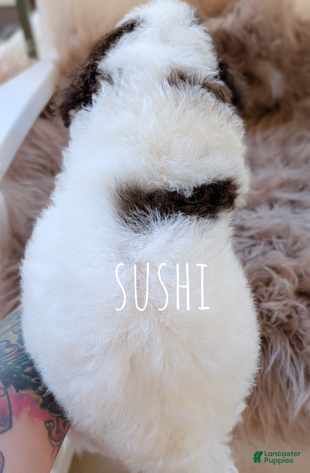 Mixed Breed dogs for sale: SUSHI - Ad 3