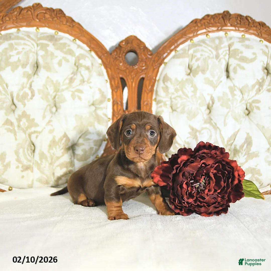 Miniature Dachshund dogs for sale: Piper - Ad 5