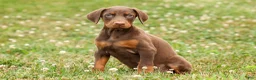 Doberman Pinscher dogs for sale: DUKE - Ad 16