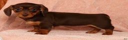 Miniature Dachshund dogs for sale: Remi - Ad 9
