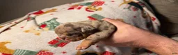 Olde English Bulldogge dogs for sale: Tri Chocolate Merle  - Ad 10