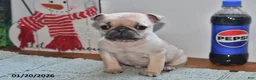 Pug dogs for sale: Beaula - Ad 8