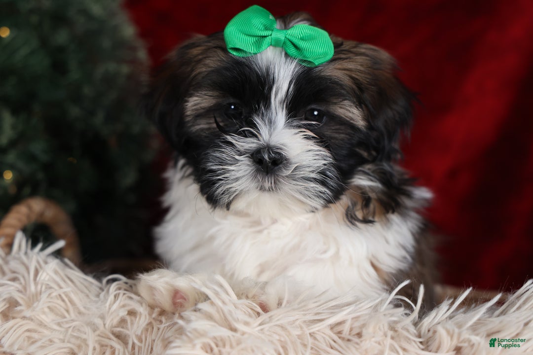 Shih Tzu dogs for sale: Pepper - Ad 2