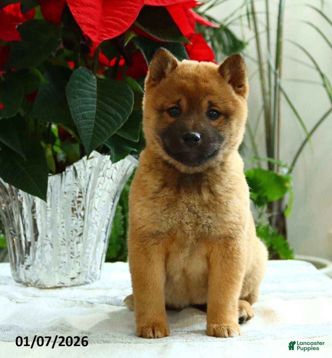 Shiba Inu dogs for sale: Kisses - Ad 3