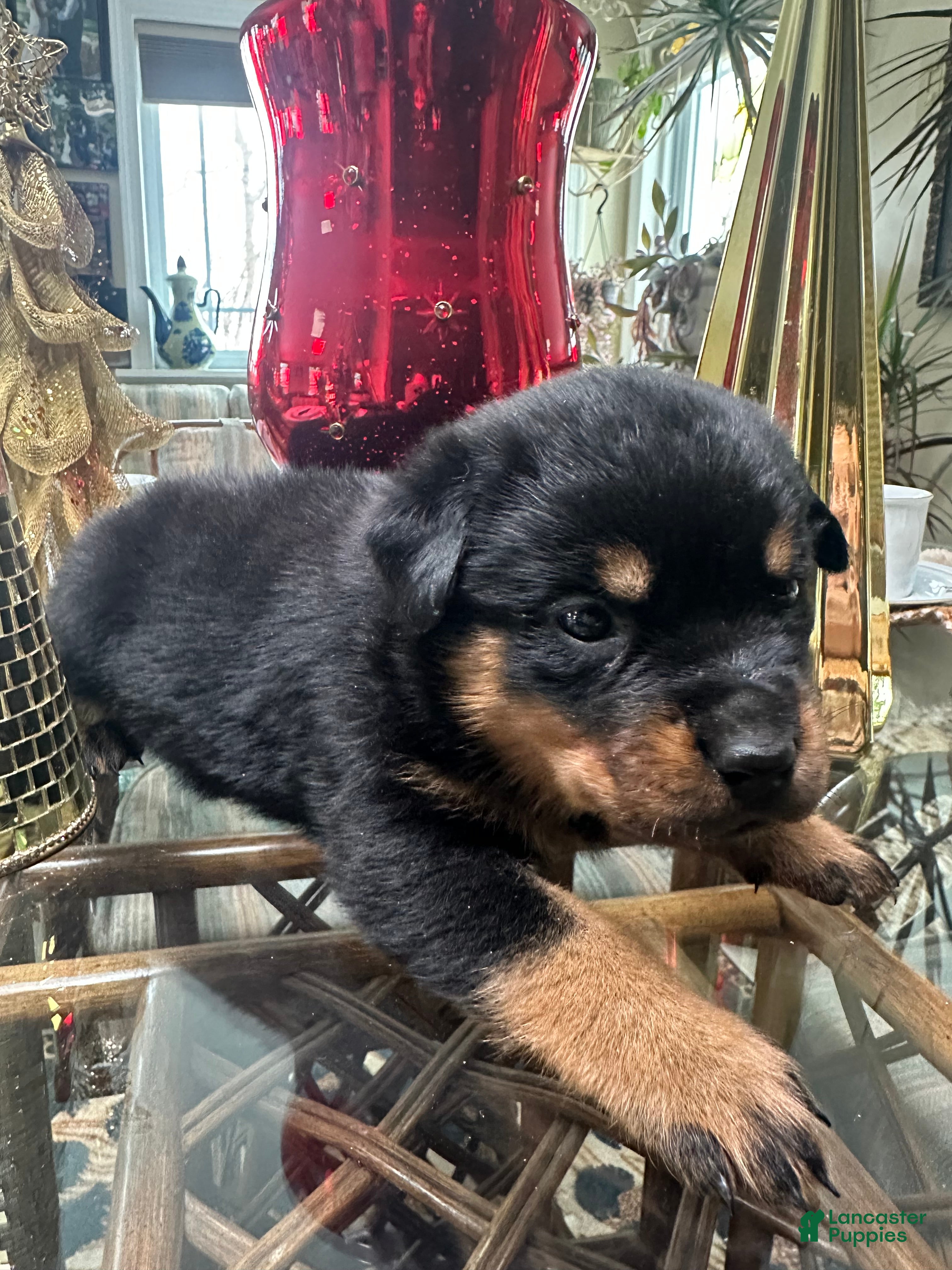 Rottweiler dogs Hemi  - Ad 42