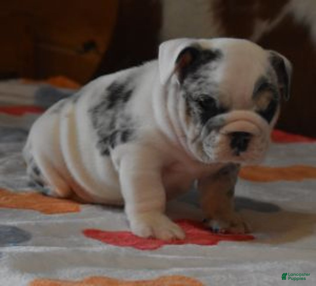 English Bulldog dogs for sale: TANK - Ad 1