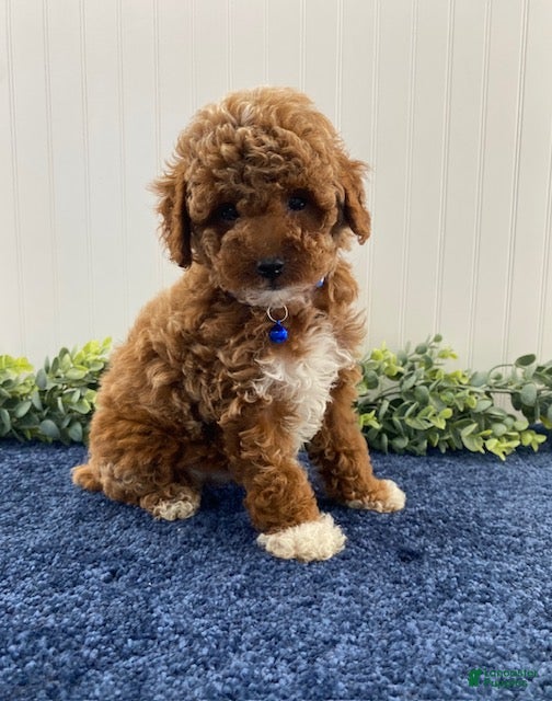 Toy Poodle dogs Hudson - Ad 1