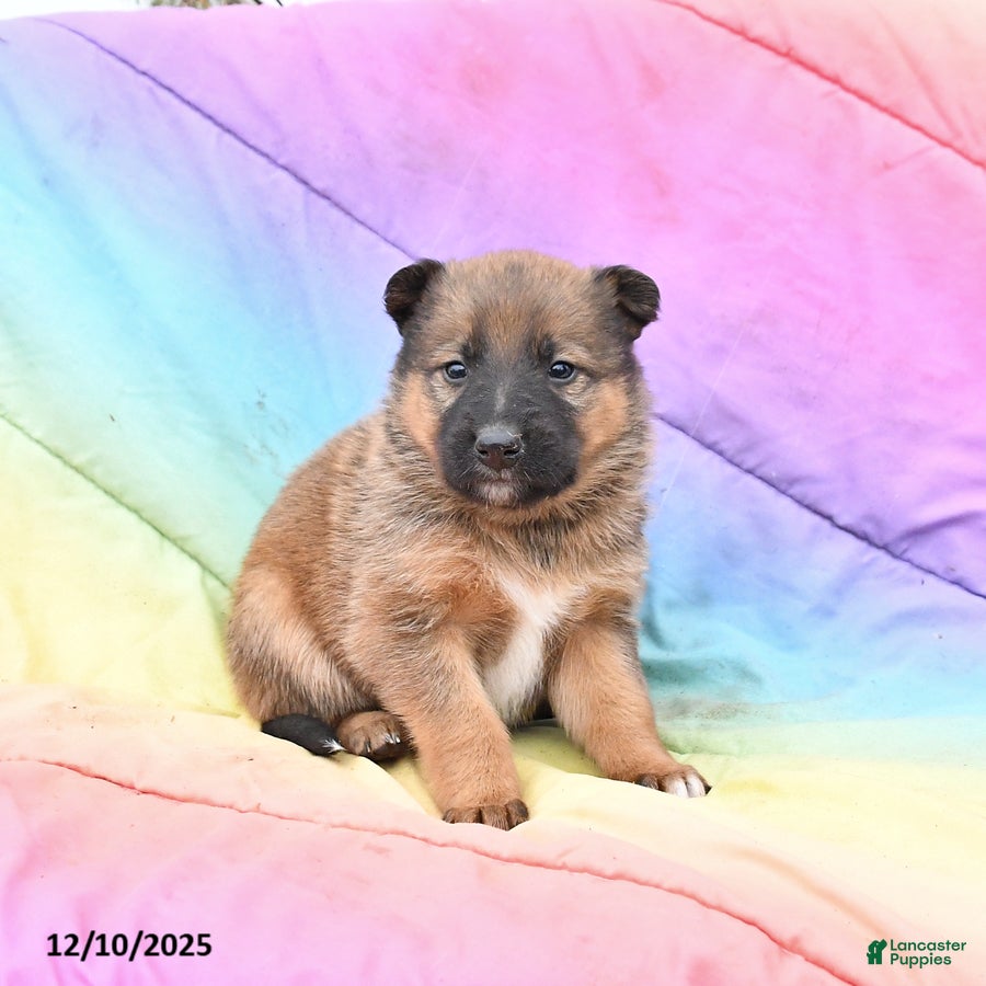 Mixed Breed dogs Bella   - Ad 7