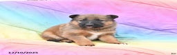 Mixed Breed dogs for sale: Bella   - Ad 1