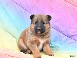Mixed Breed dogs Bella - Ad 2