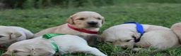 Golden Retriever dogs for sale: Golden Retriever 5 - Ad 14
