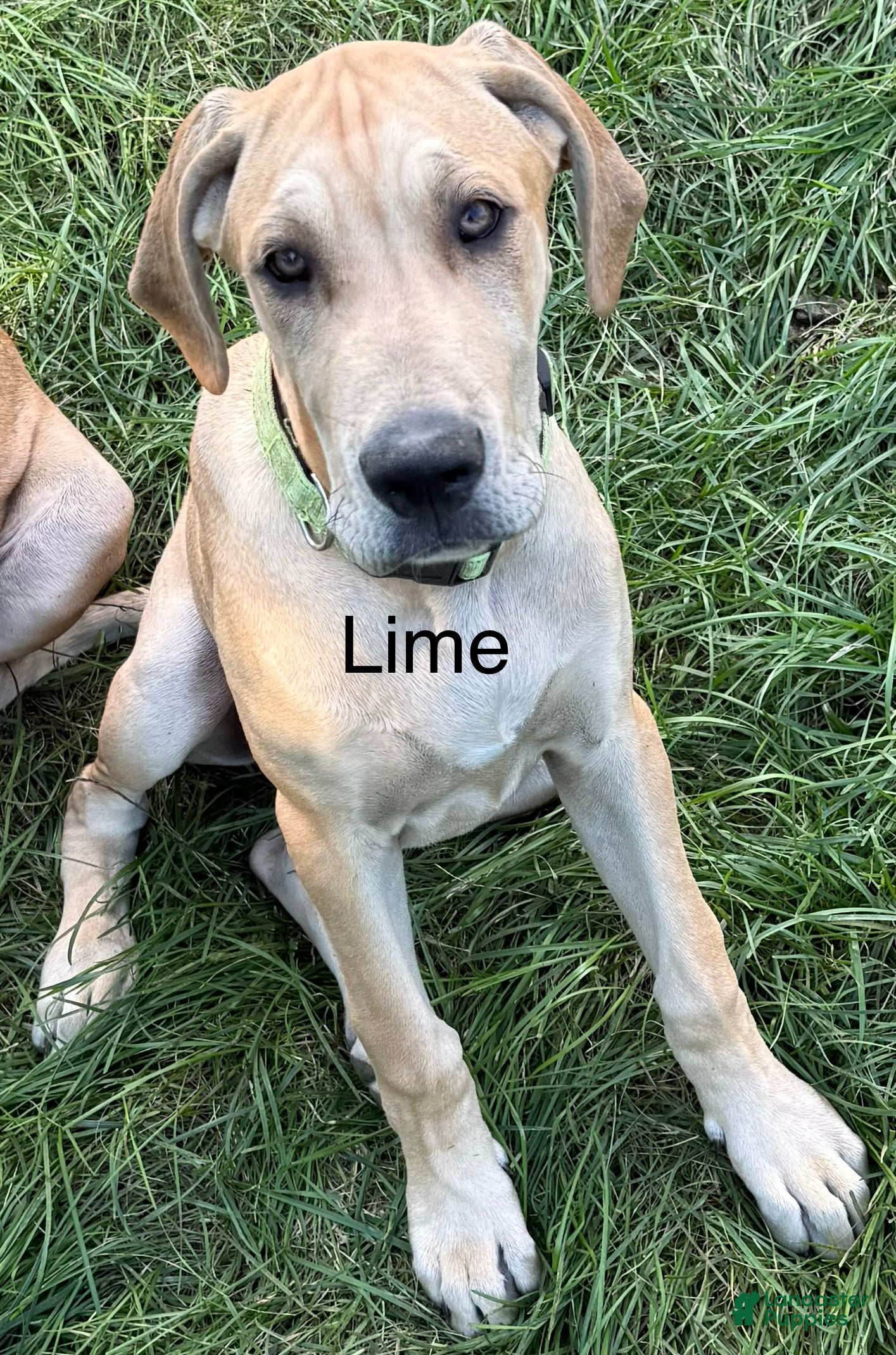 Great Dane dogs Lime - Ad 42