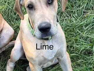 Great Dane dogs Lime - Ad 42
