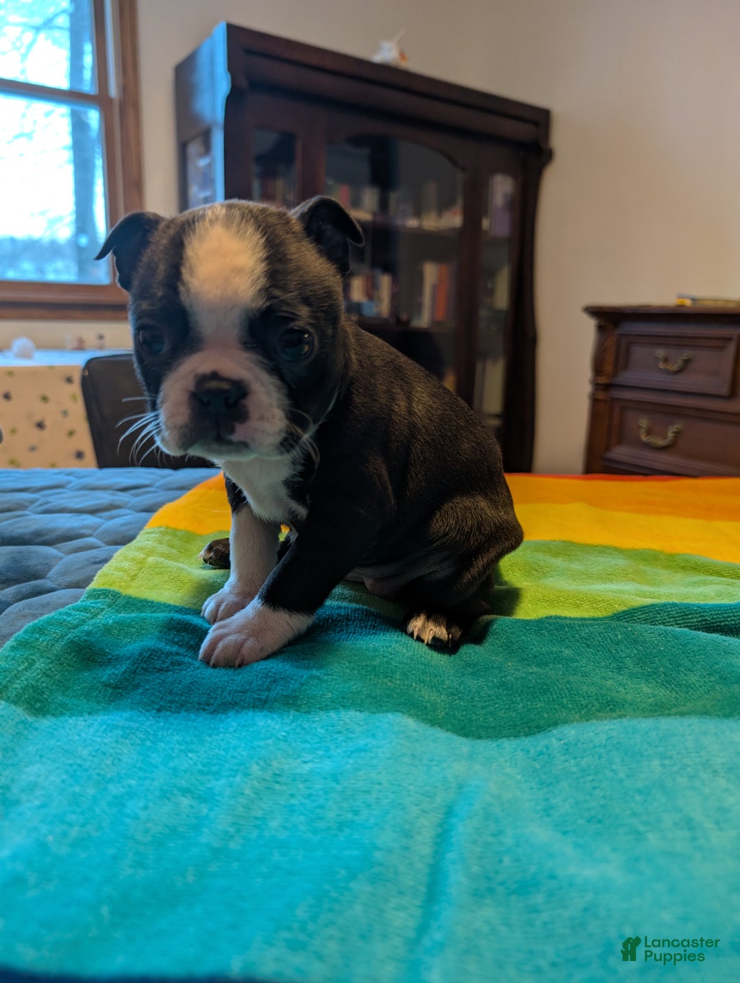 Frenchton dogs for sale: Patty - Ad 2