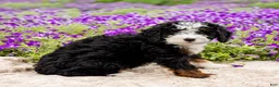 Mini Bernedoodle dogs for sale: Daisy - Ad 4