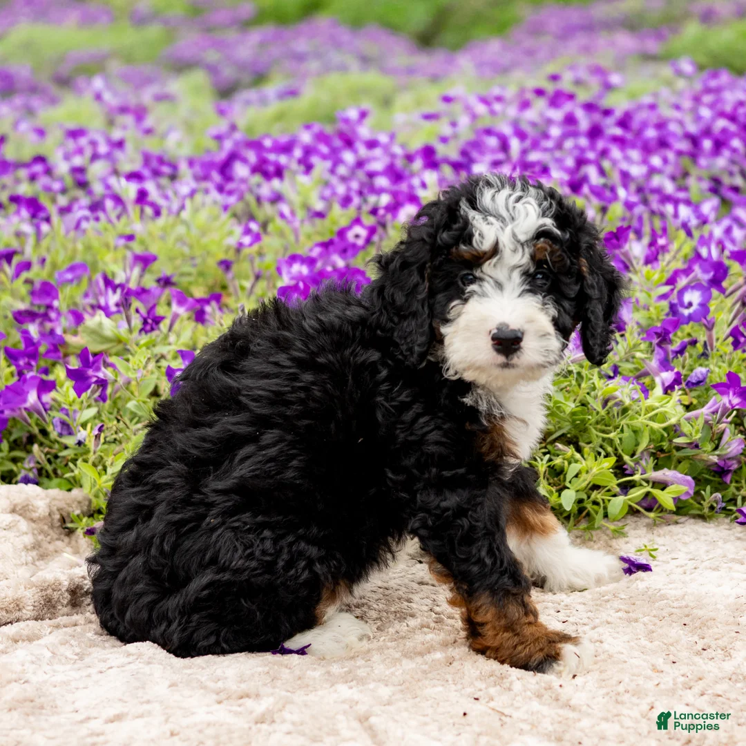 Mini Bernedoodle dogs for sale: Daisy - Ad 4