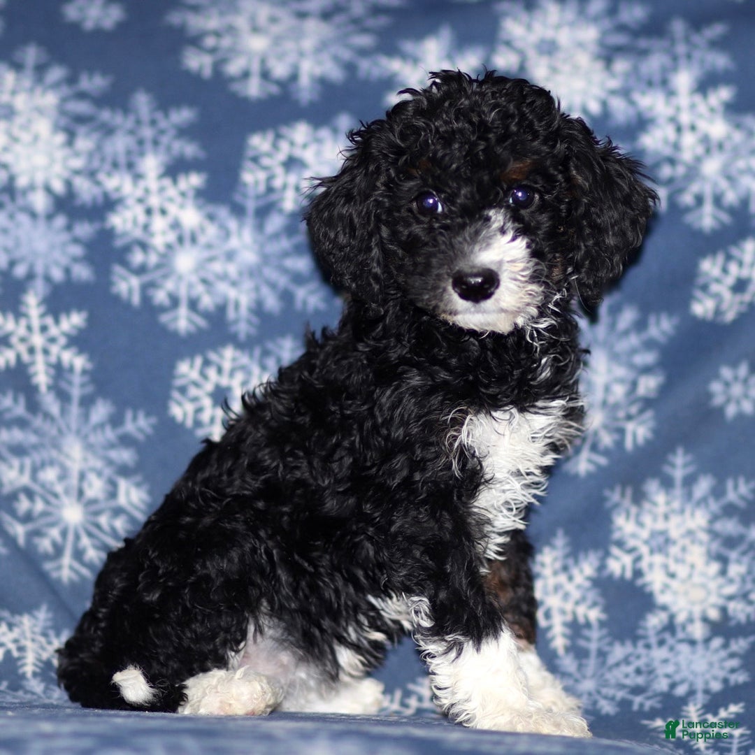 Sheepadoodle dogs for sale: Kelly - Ad 2