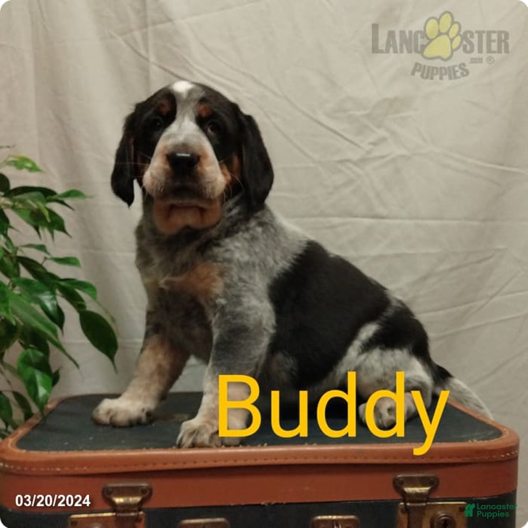 Gallery Image {{count}}