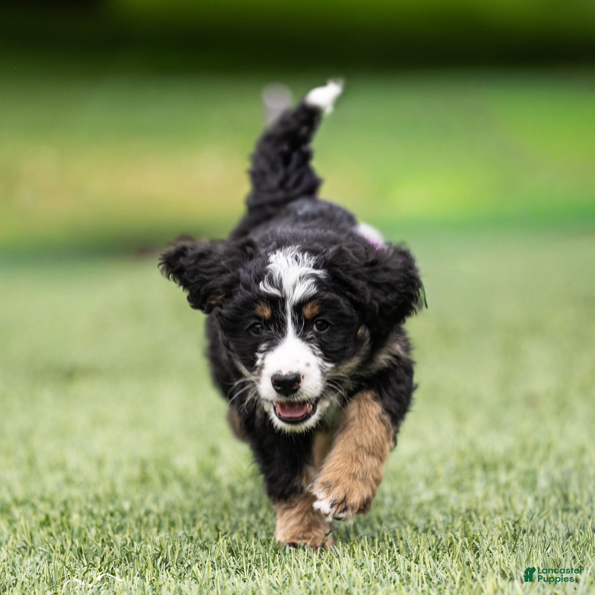 Bernedoodle dogs Rhett Bernedoodle Puppy  - Ad 2
