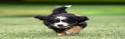 Bernedoodle dogs for sale: Rhett Bernedoodle Puppy  - Ad 4
