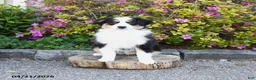 Miniature Australian Shepherd dogs for sale: Sage - Ad 3