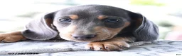 Dachshund dogs for sale: Dash - Ad 4