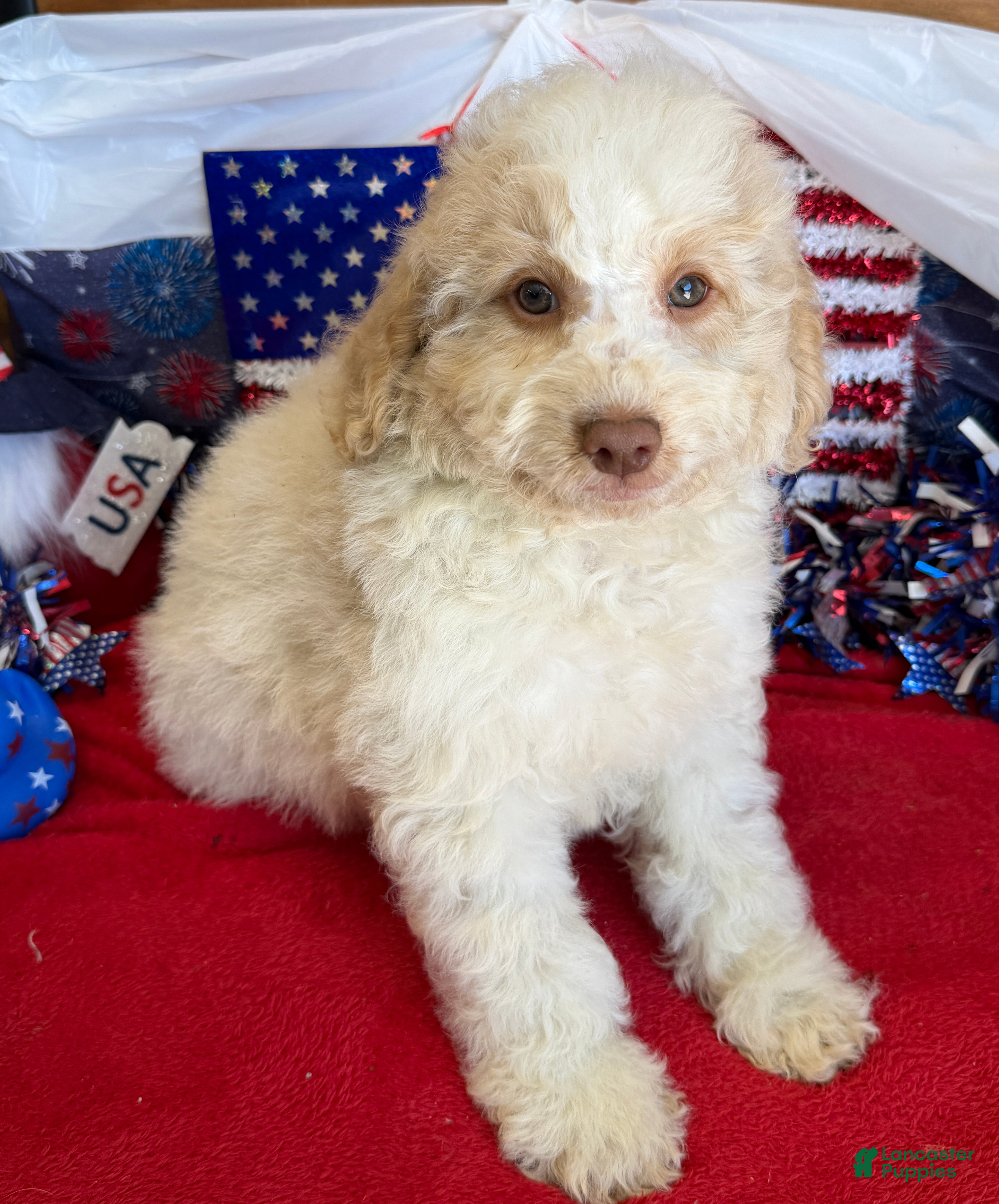 Mini Goldendoodle dogs Spirit - Ad 14