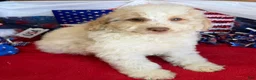 Mini Goldendoodle dogs for sale: Spirit - Ad 1