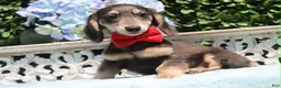 Miniature Dachshund dogs for sale: Miniature Dachshund 2 - Ad 10