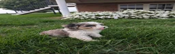 Cavapoo dogs for sale: Johney  - Ad 3