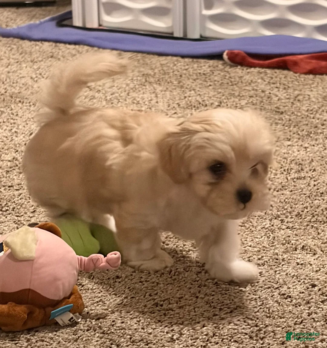 Mixed Breed dogs for sale: Robert Paulson - Ad 2