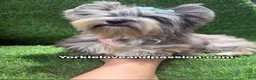 Yorkshire Terrier dogs for sale: Merle male one blue eye  - Ad 6