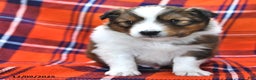 Shetland Sheepdog dogs for sale: Candy Cane - Ad 2