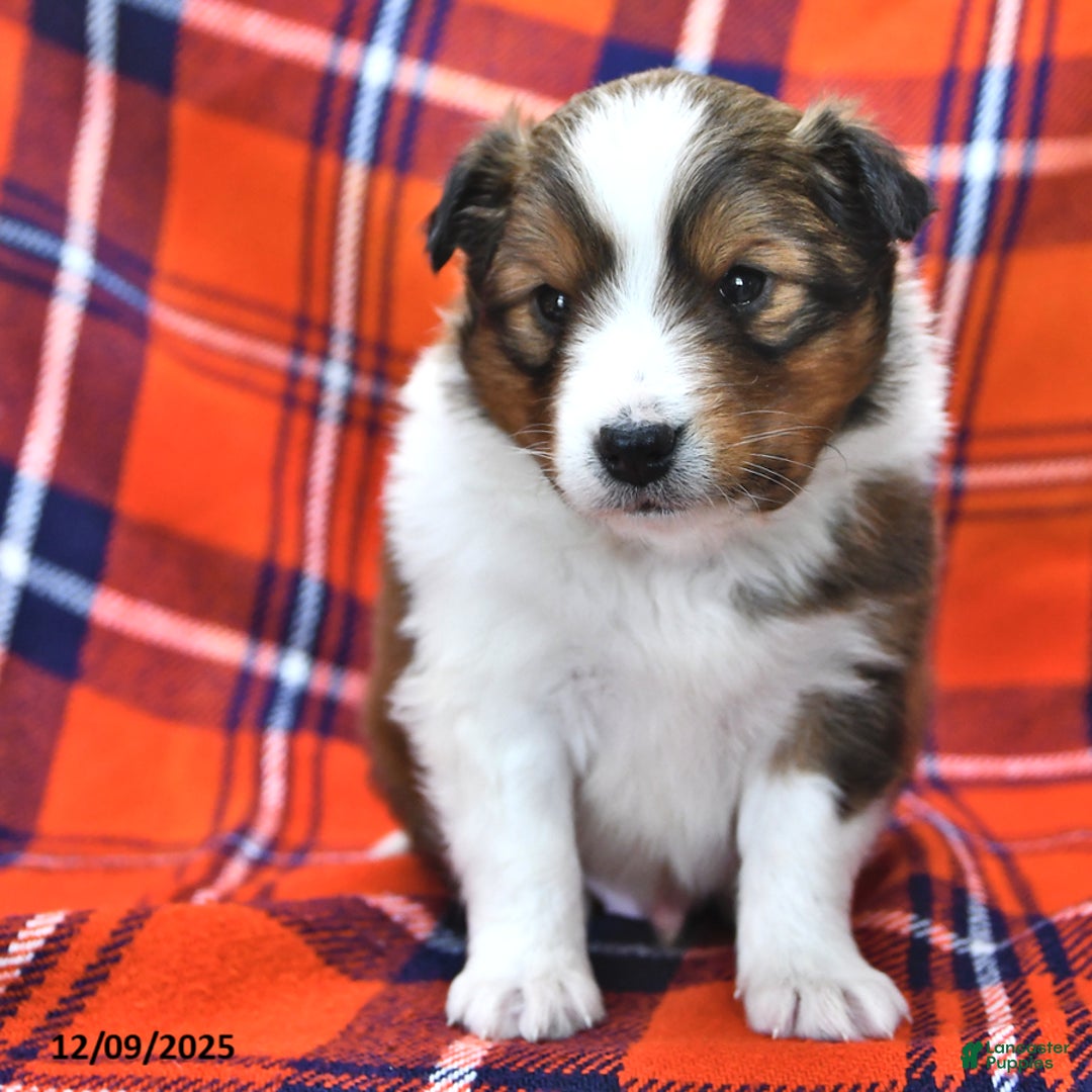 Shetland Sheepdog dogs for sale: Candy Cane - Ad 2