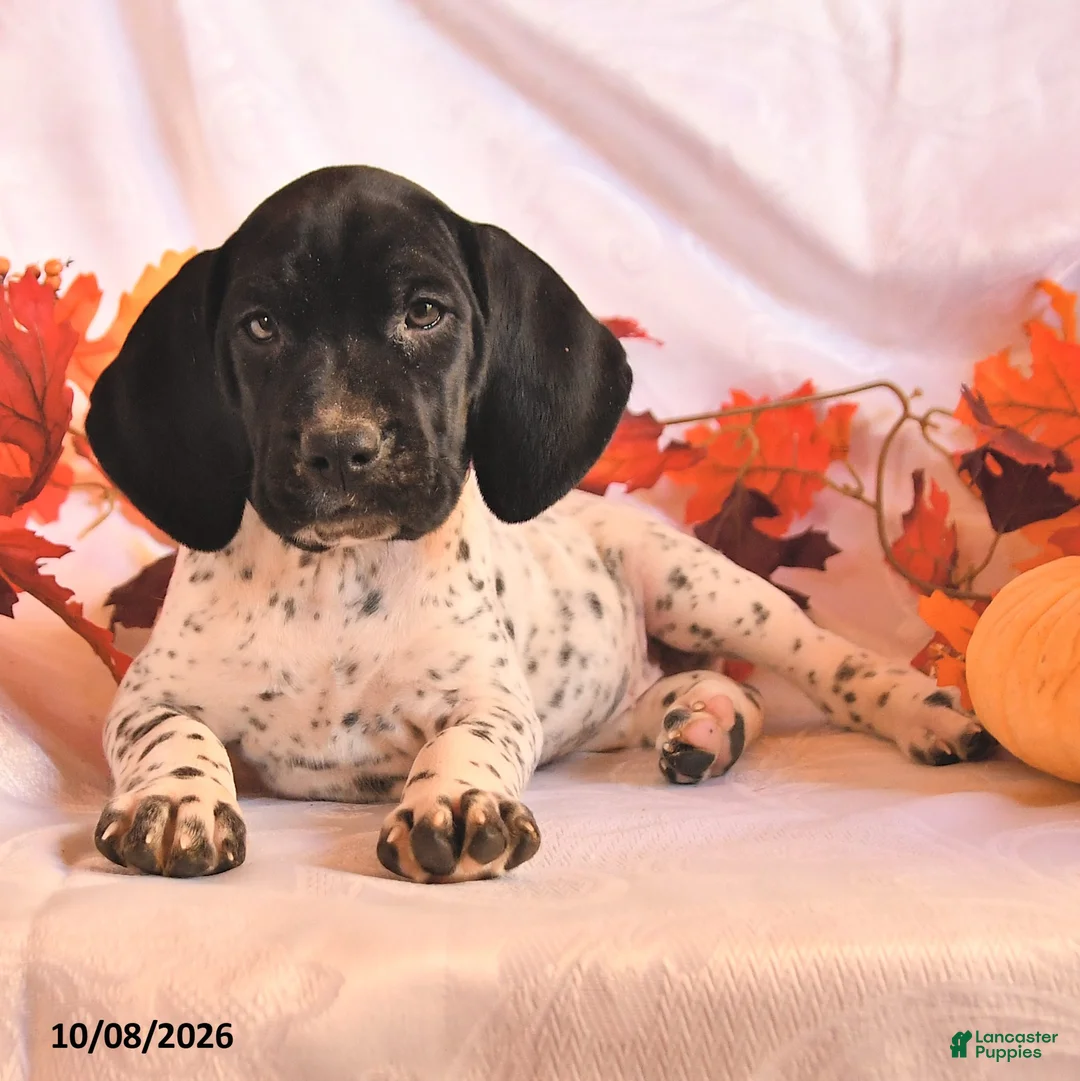 German Shorthaired Pointer dogs for sale: Crystal - Ad 3