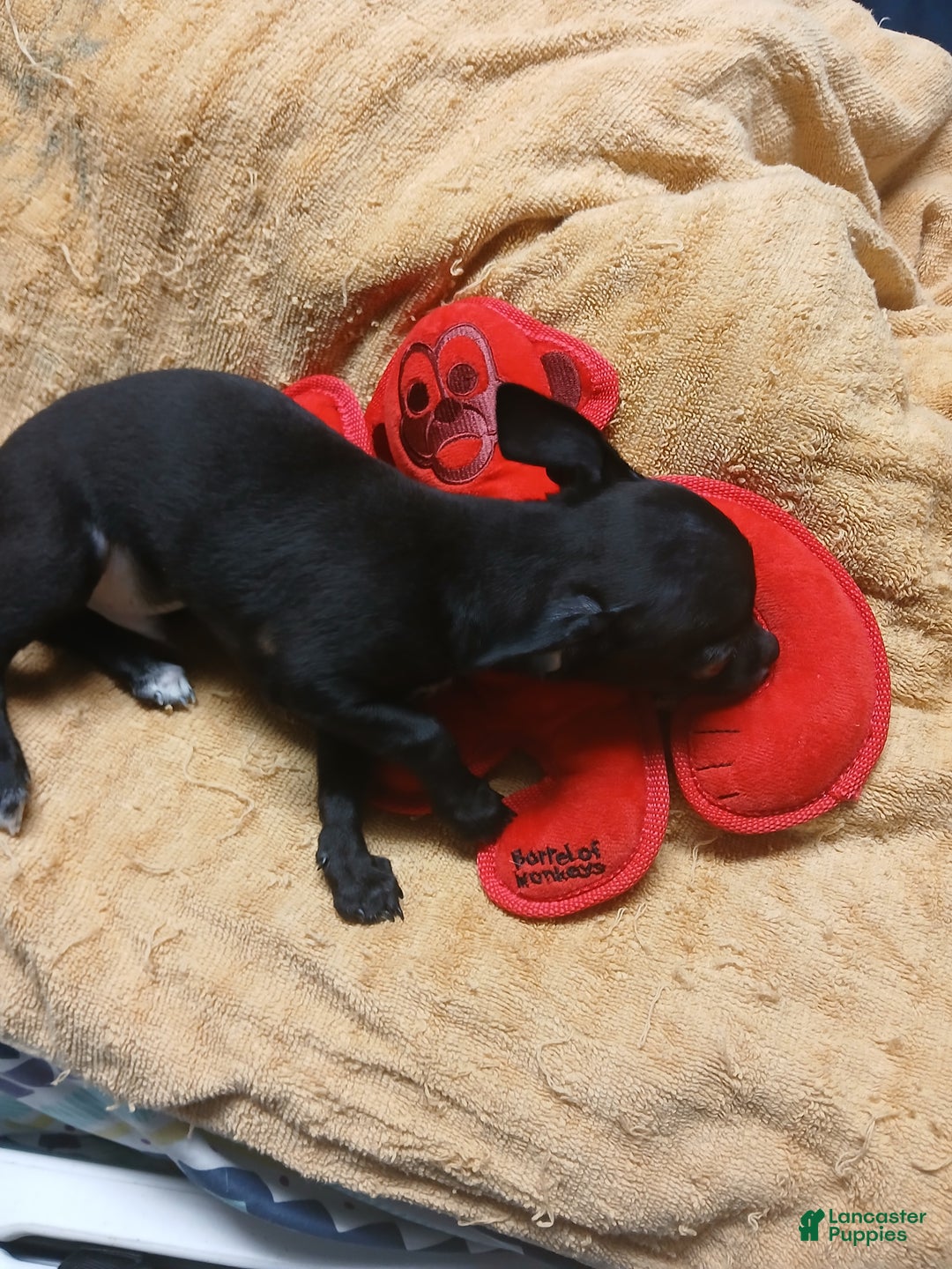 Chihuahua dogs for sale: Momo - Ad 10