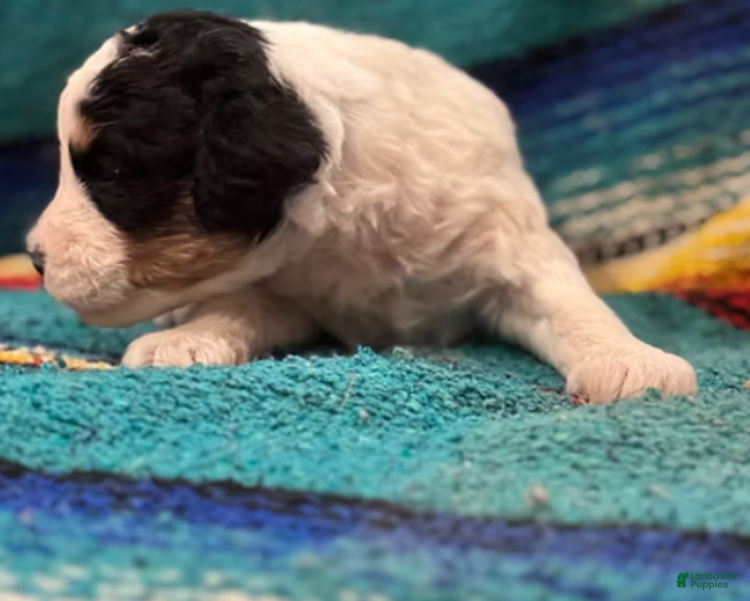 Mini Bernedoodle dogs for sale: Tater - Ad 4