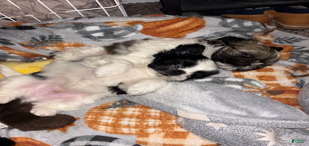 Gallery Image {{count}}