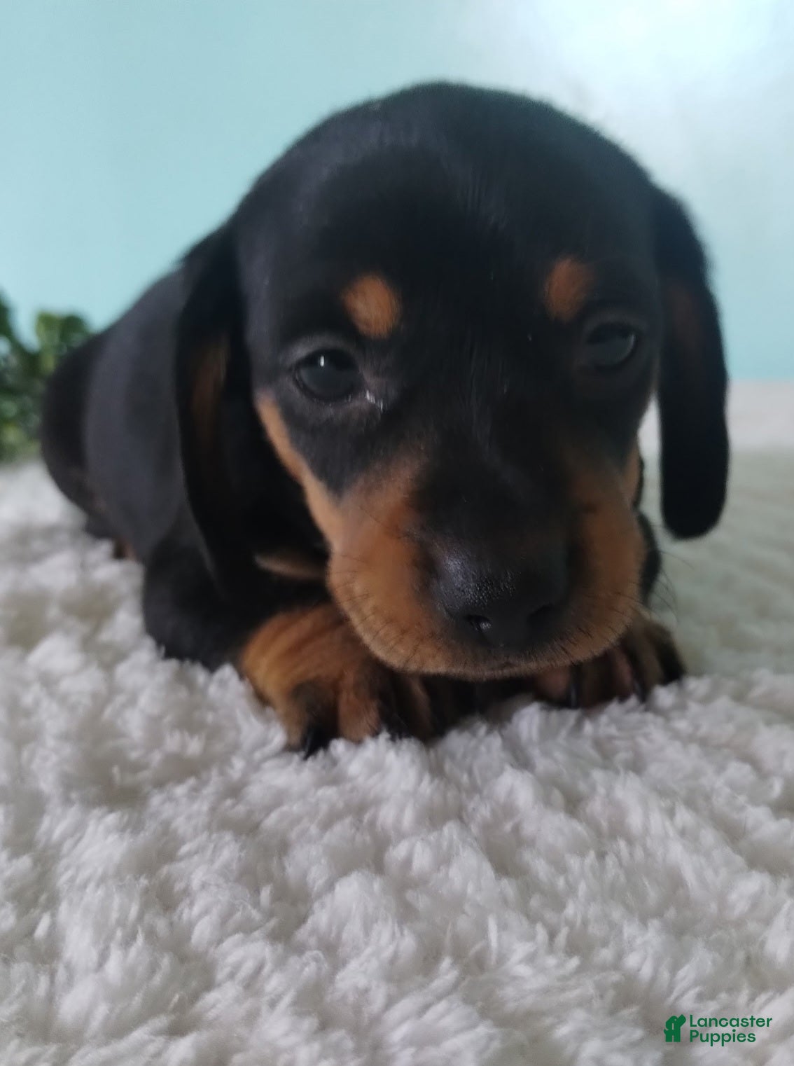 Miniature Dachshund dogs Finley - Ad 40